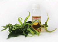 Cananga Oil and Canangium odoratum