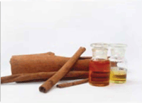 Cinnamon Bark Oil and Cinnamomum casea Plant