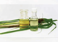 citronella Oil And citronella Plant