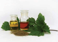 Patchouli Oil And Patchouli Plant